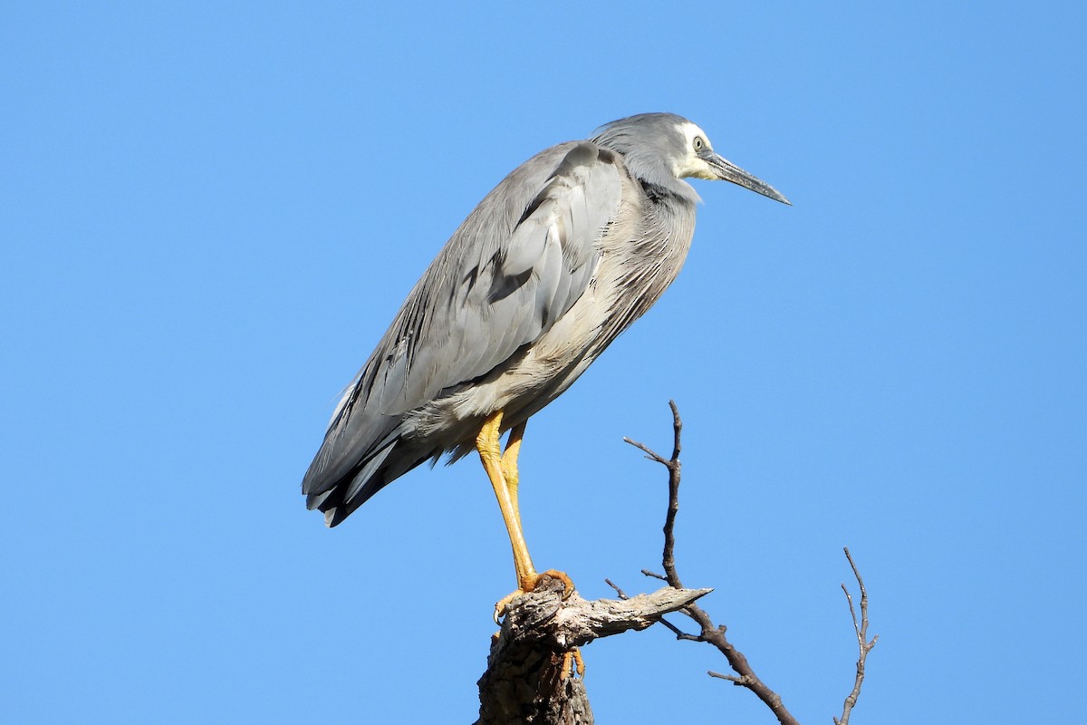 White-faced Heron - ML646564253