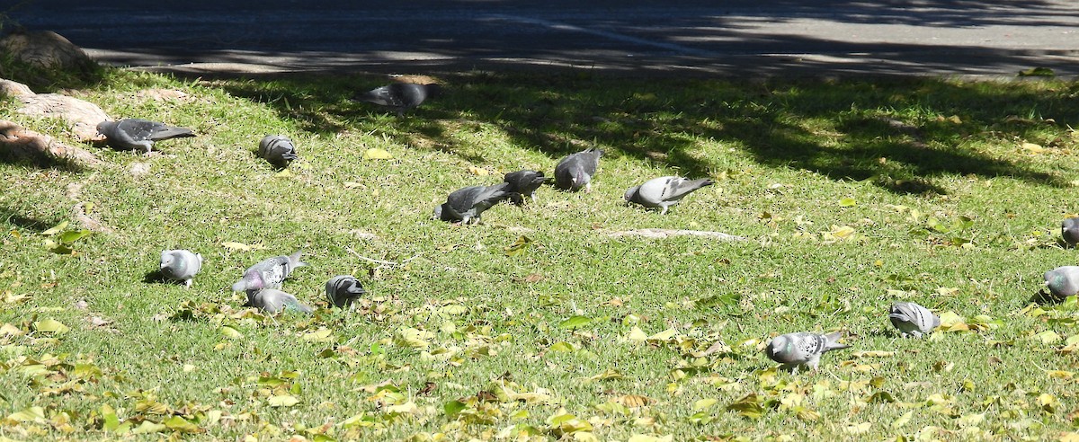カワラバト（ドバト、家畜型） - ML646564256
