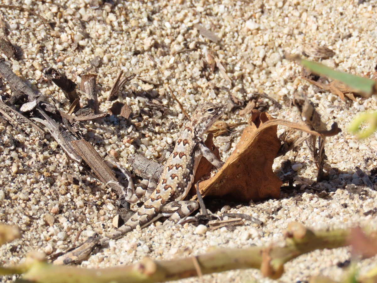 Animals - ML646564259