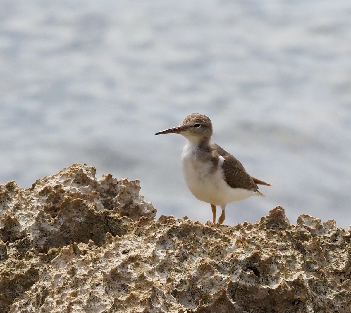 Spotted Sandpiper - ML646564262