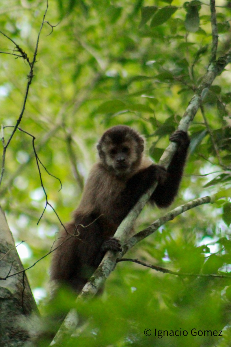 Animals - ML646564264