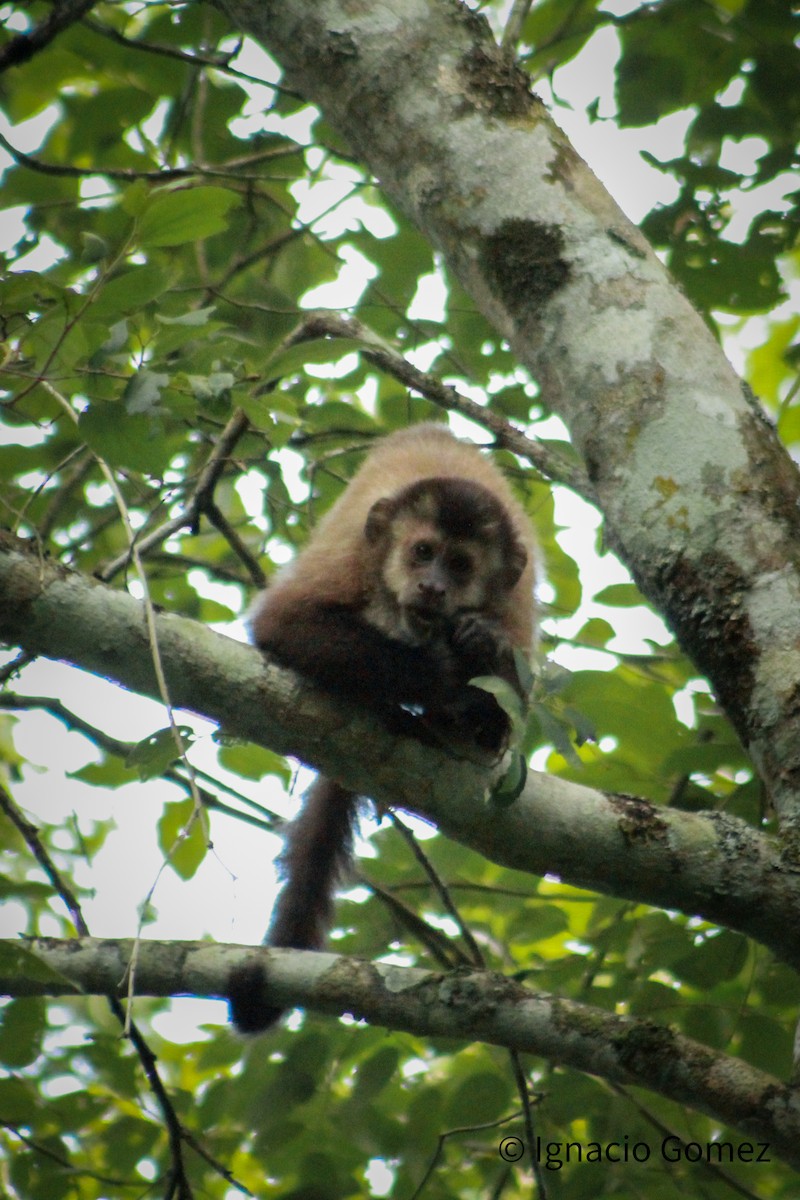 Animals - ML646564265