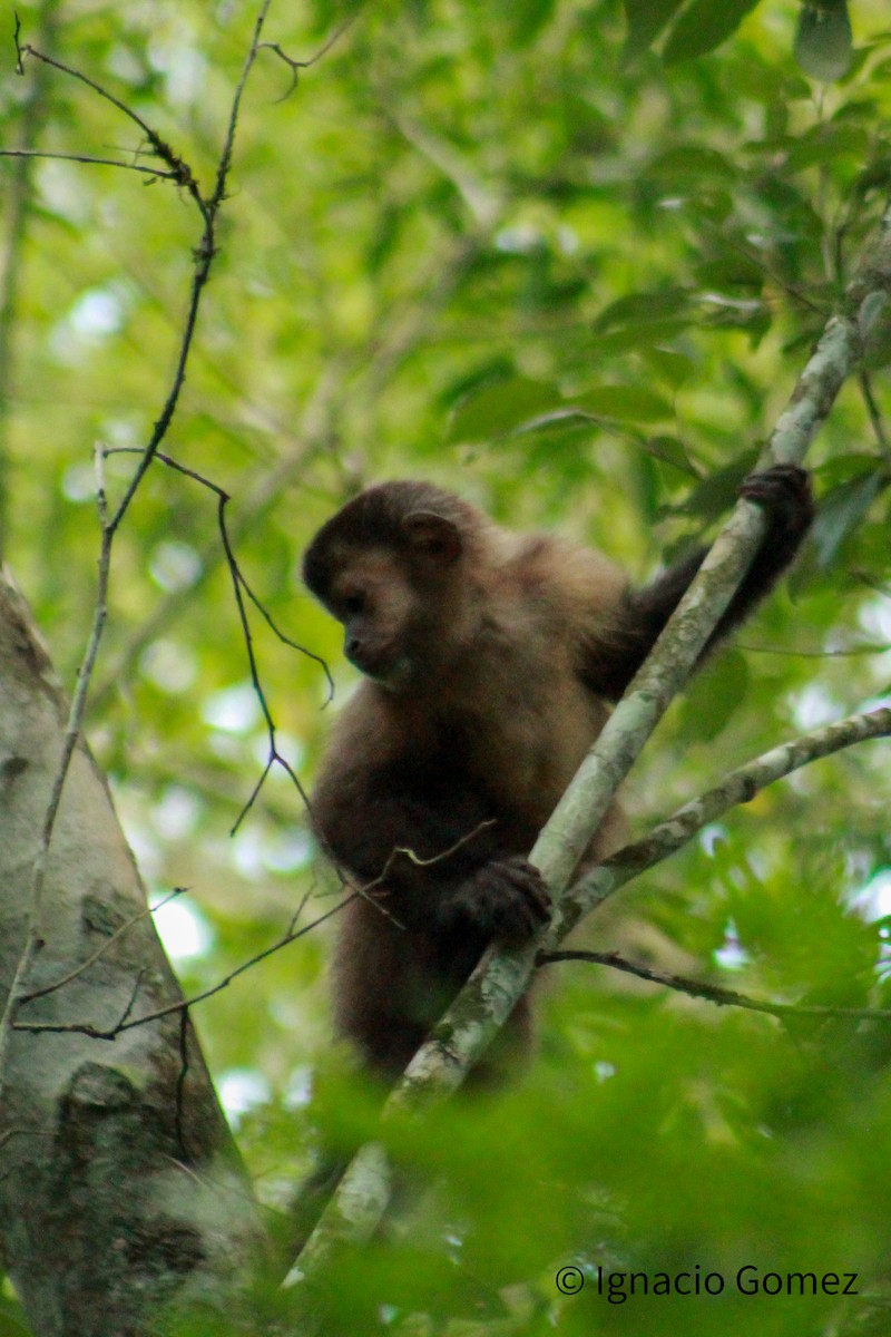 Animals - ML646564266