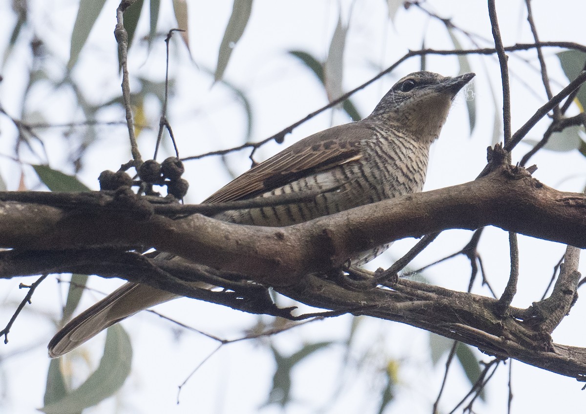 Sahul Cicadabird - ML646564267