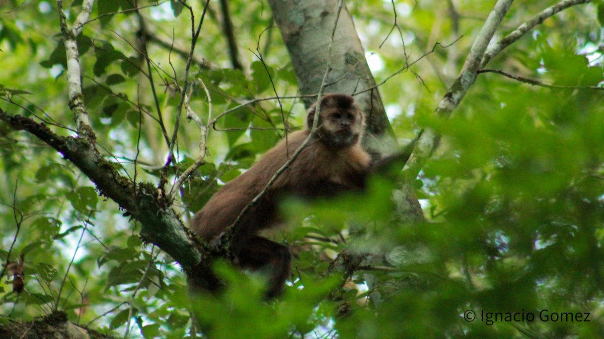 Animals - ML646564268