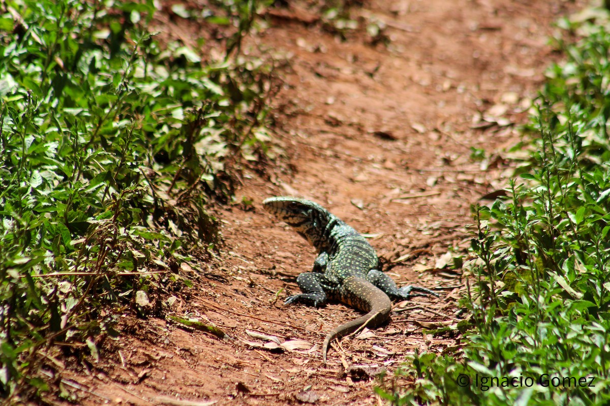 Animals - ML646564270