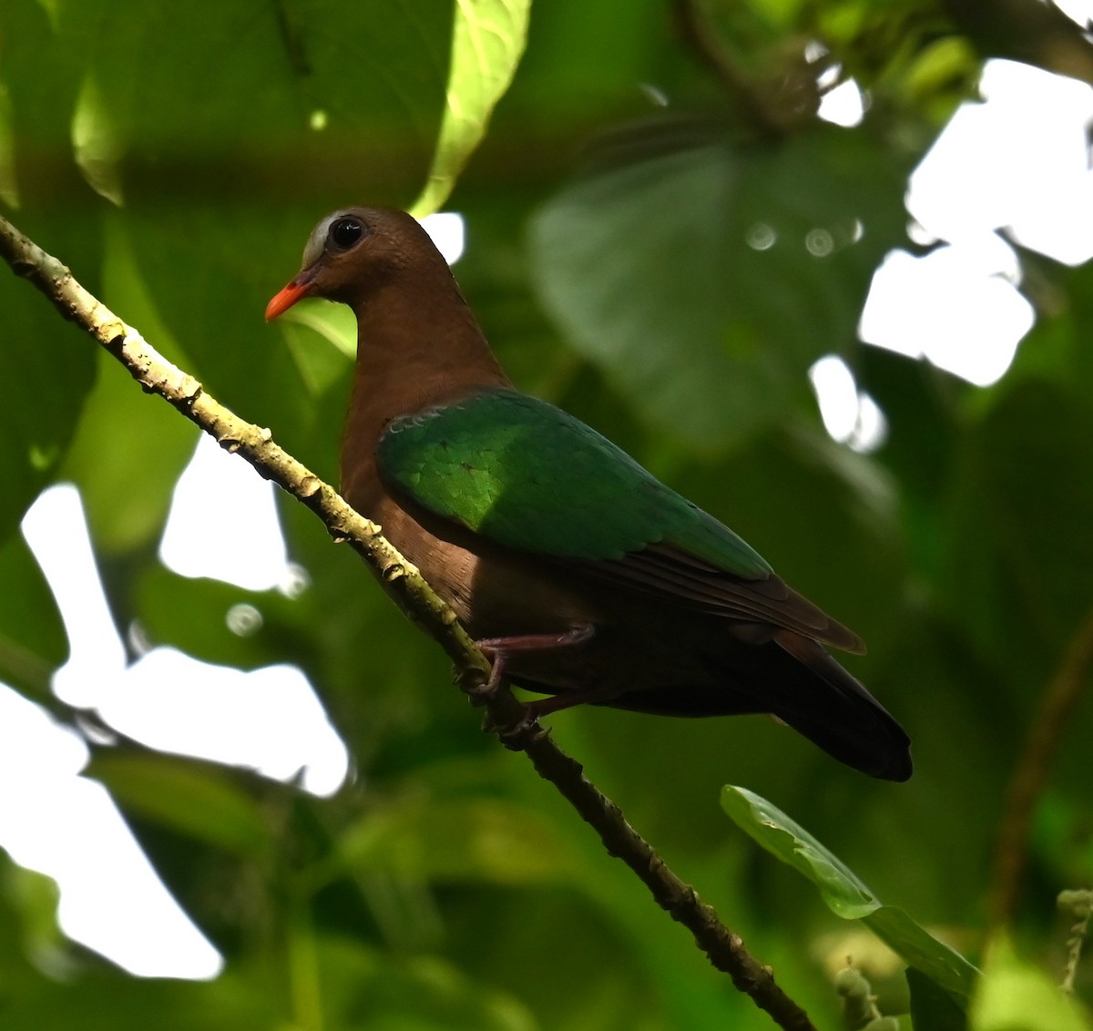 Asian Emerald Dove - ML646564271