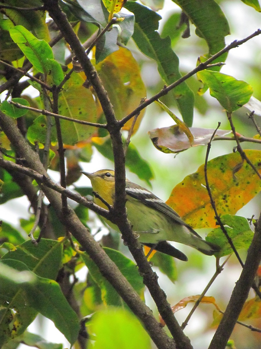 Пісняр-лісовик рудоволий - ML646564274
