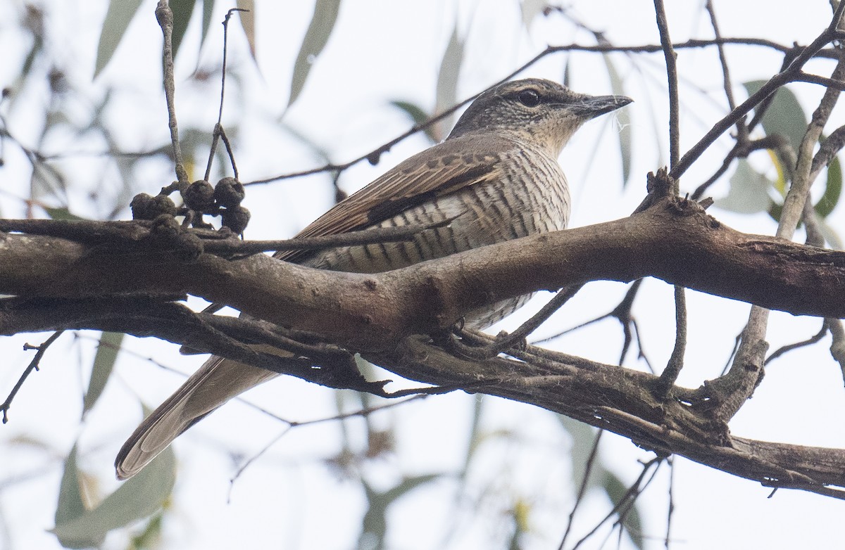 Sahul Cicadabird - ML646564275