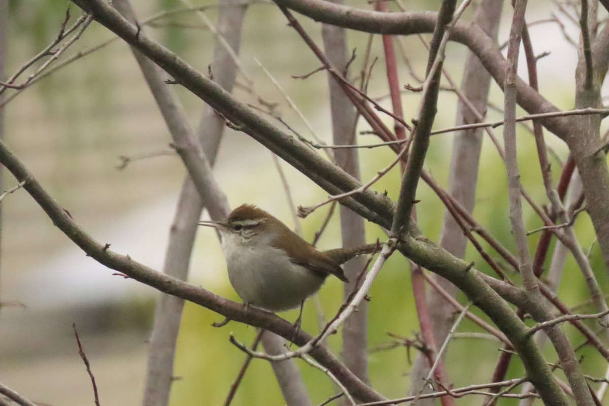Bewick's Wren - ML646564280