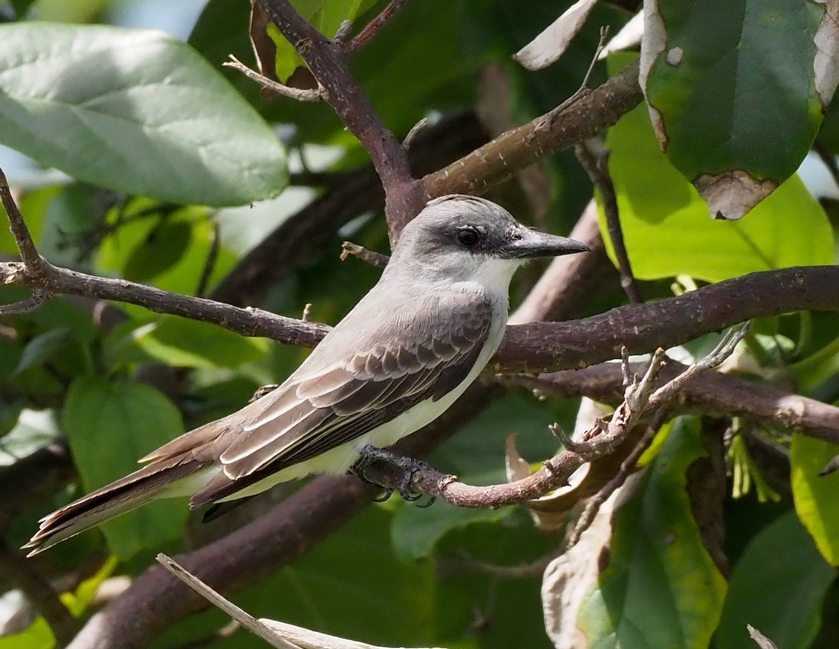 Gray Kingbird - ML646564286