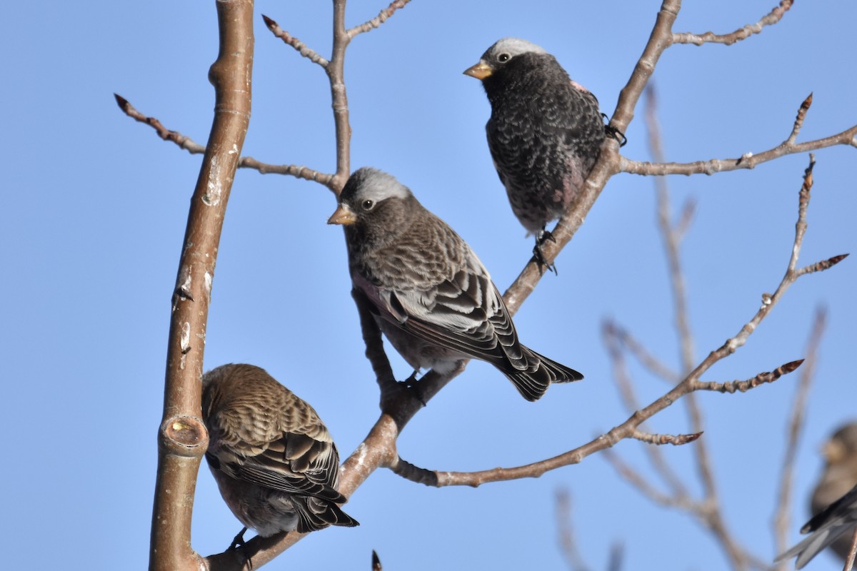Black Rosy-Finch - ML646564289