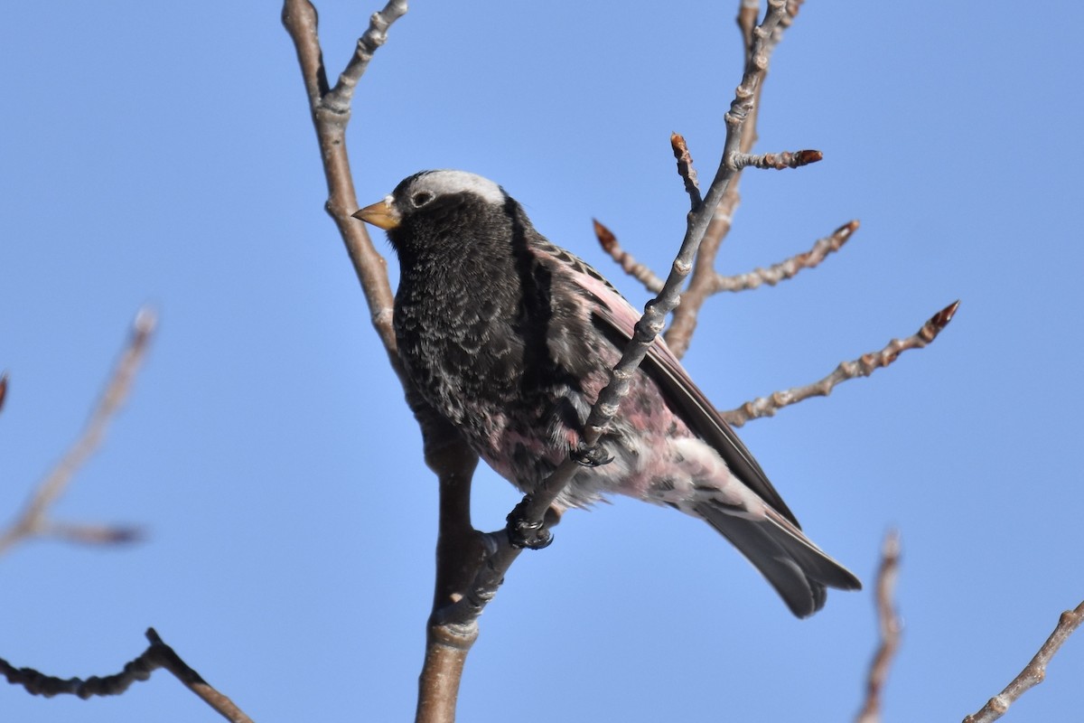 Black Rosy-Finch - ML646564290