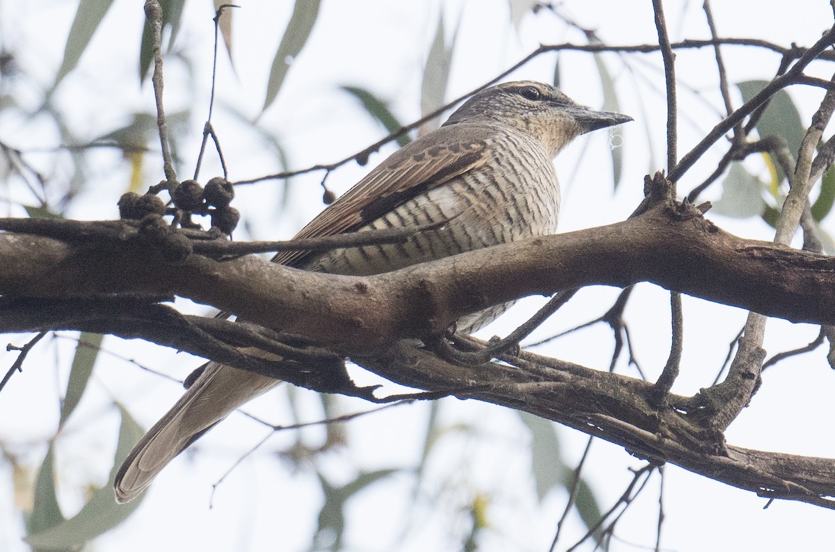 Sahul Cicadabird - ML646564293