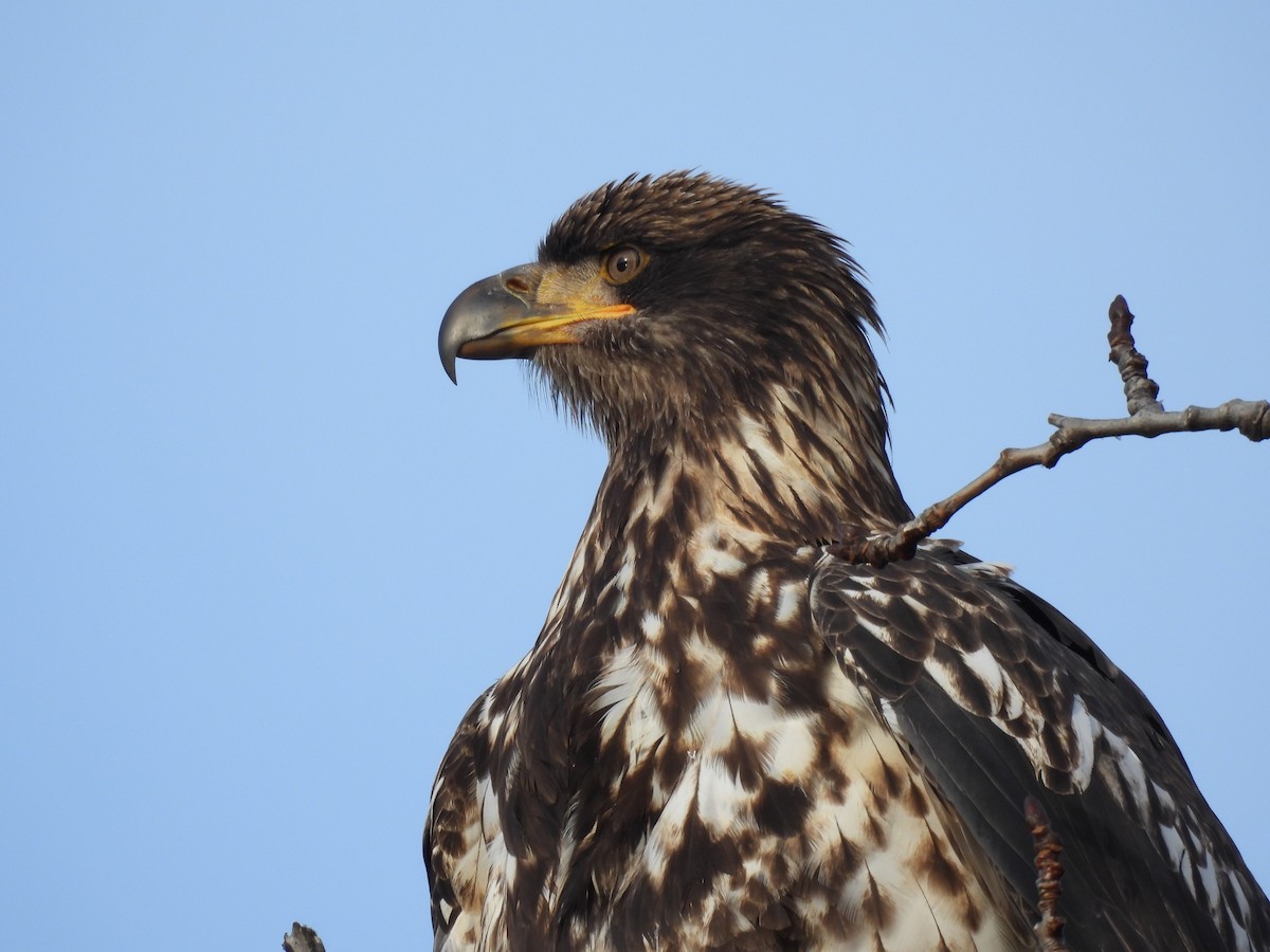 Pygargue à tête blanche - ML646564294