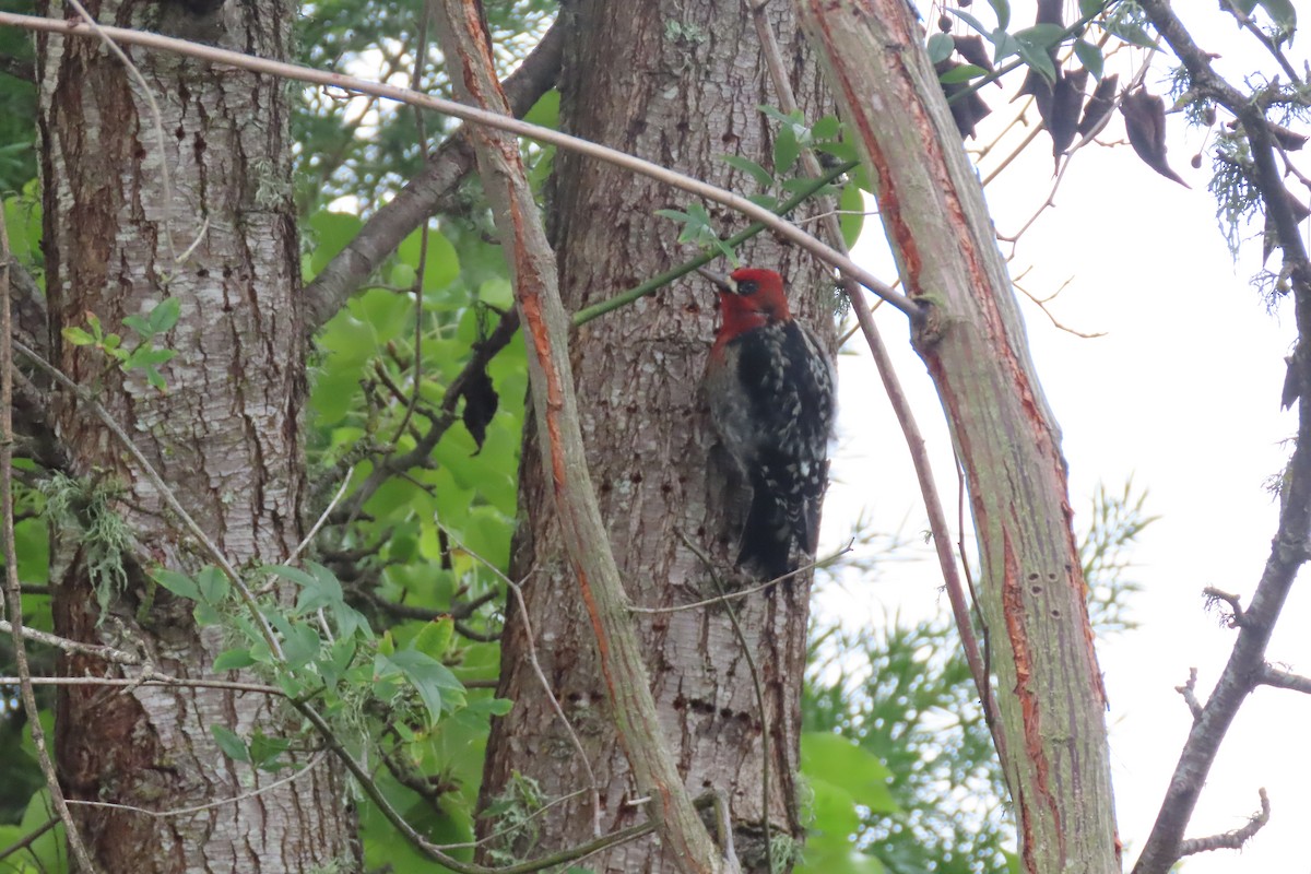 Red-breasted Sapsucker - ML646564295
