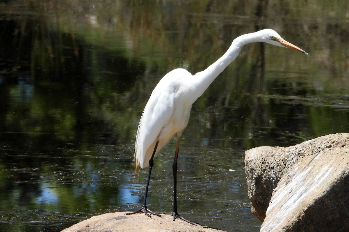 לבנית גדולה - ML646564296