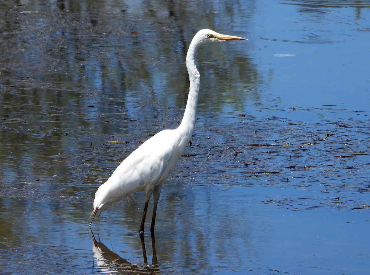 לבנית גדולה - ML646564297