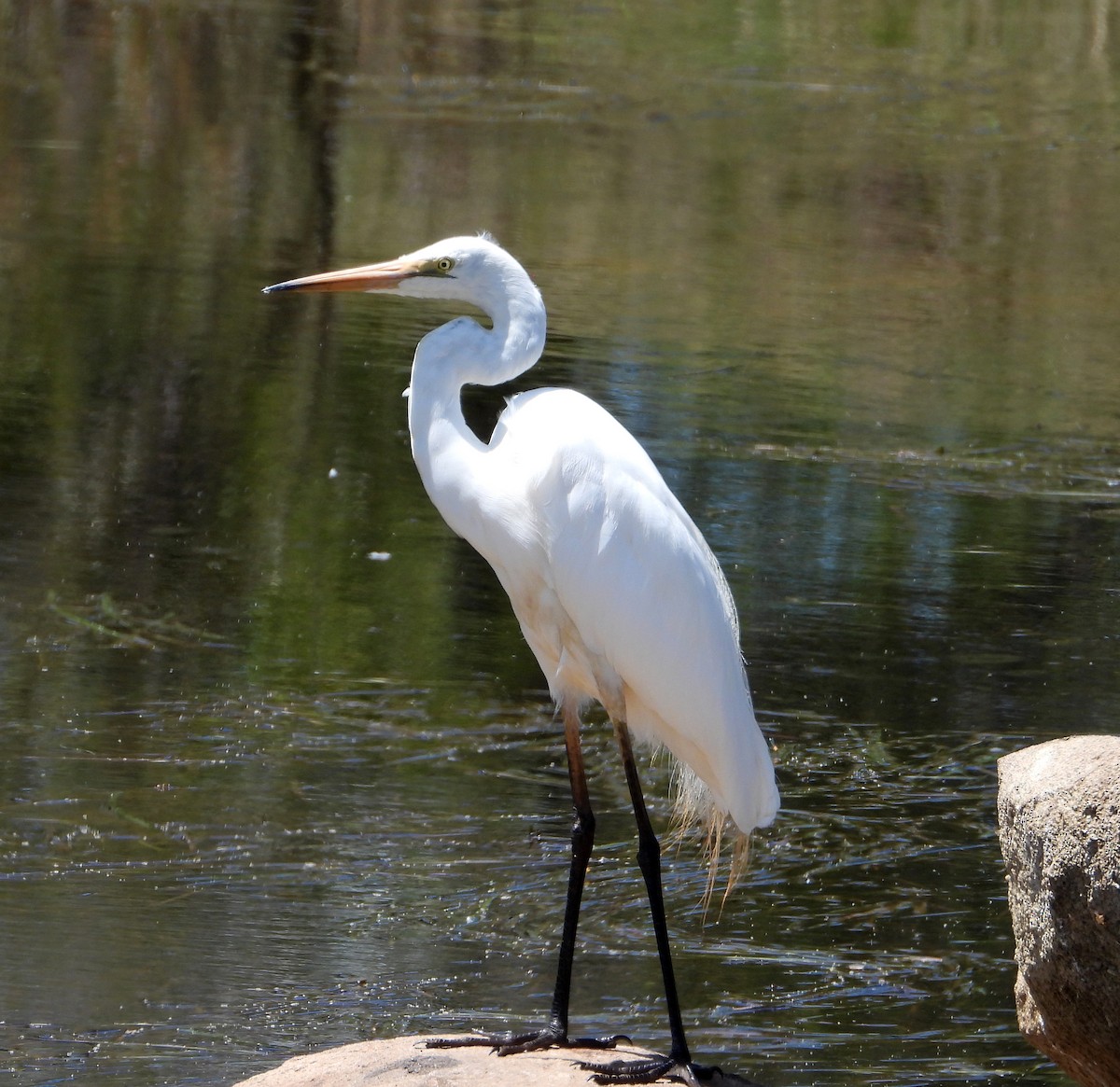 לבנית גדולה - ML646564298