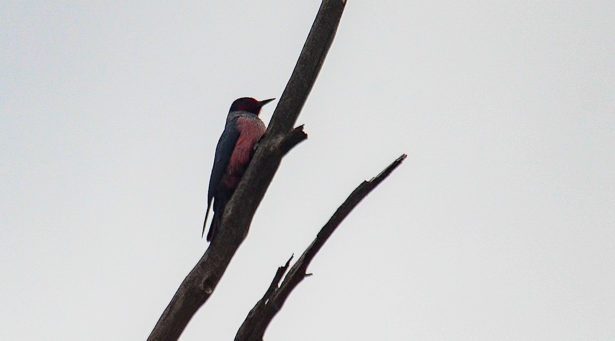 Blutgesichtspecht - ML646564299