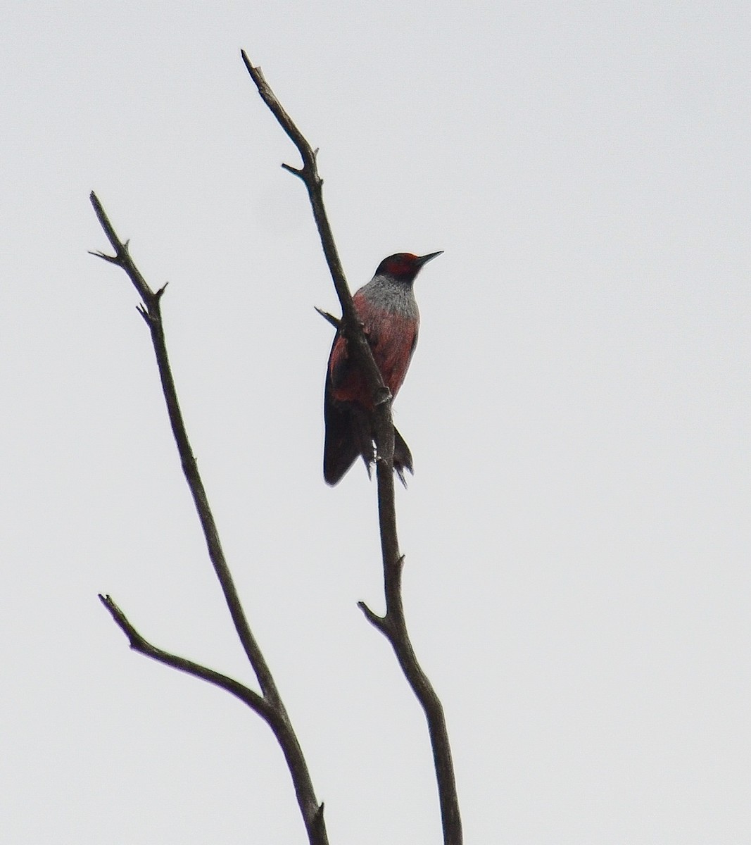 Blutgesichtspecht - ML646564300