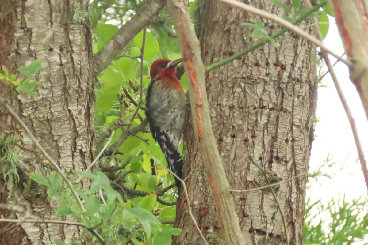 Red-breasted Sapsucker - ML646564301