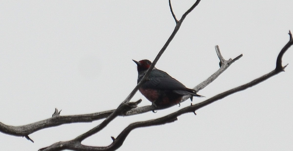 Blutgesichtspecht - ML646564302