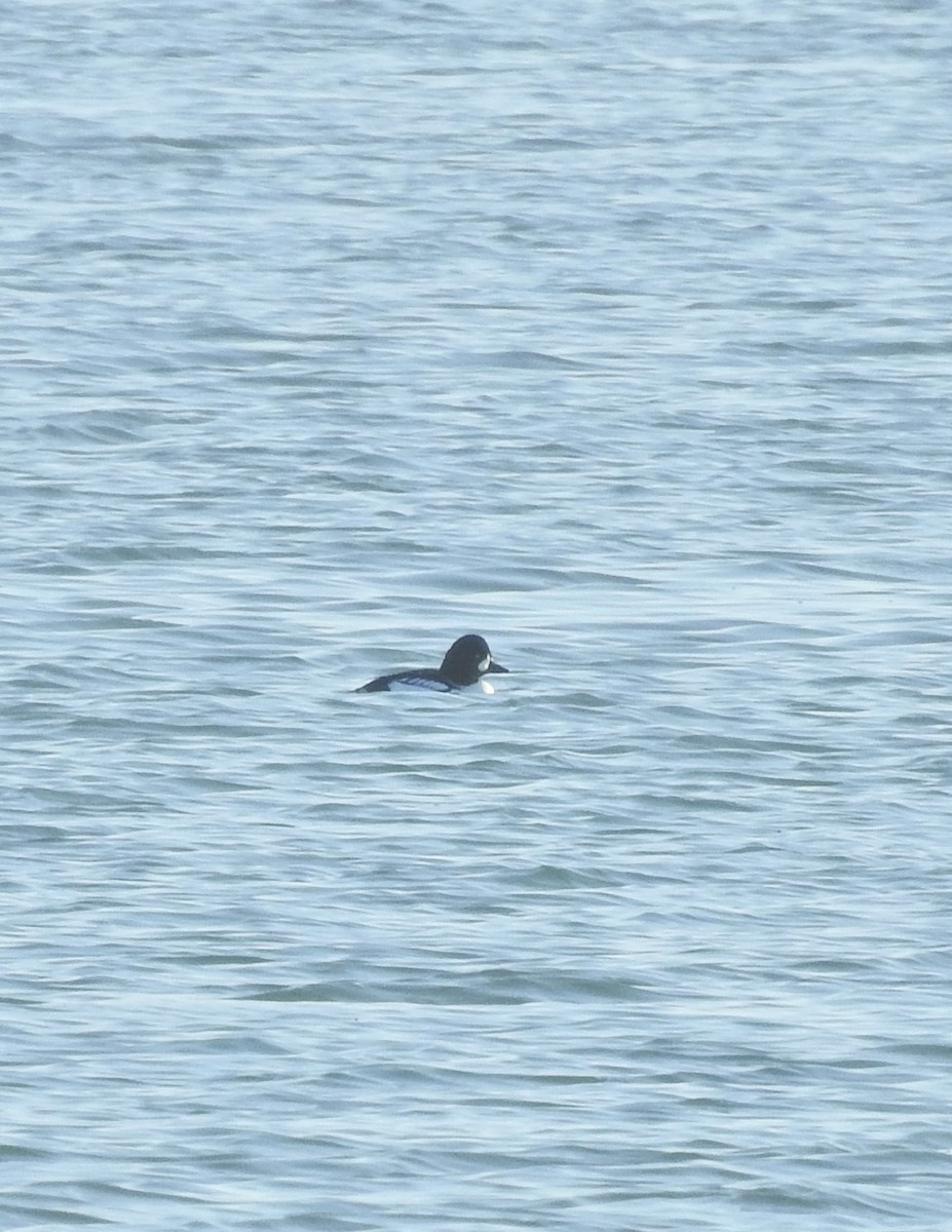 キタホオジロガモ - ML646564304