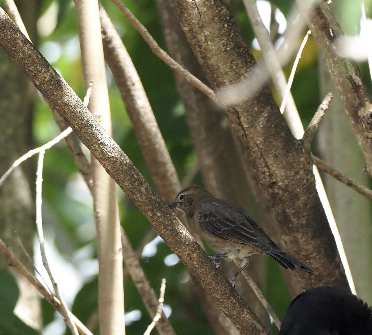 Shiny Cowbird - ML646564305