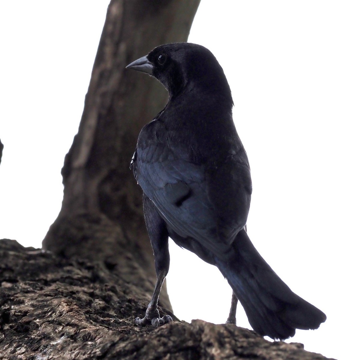 Shiny Cowbird - ML646564306