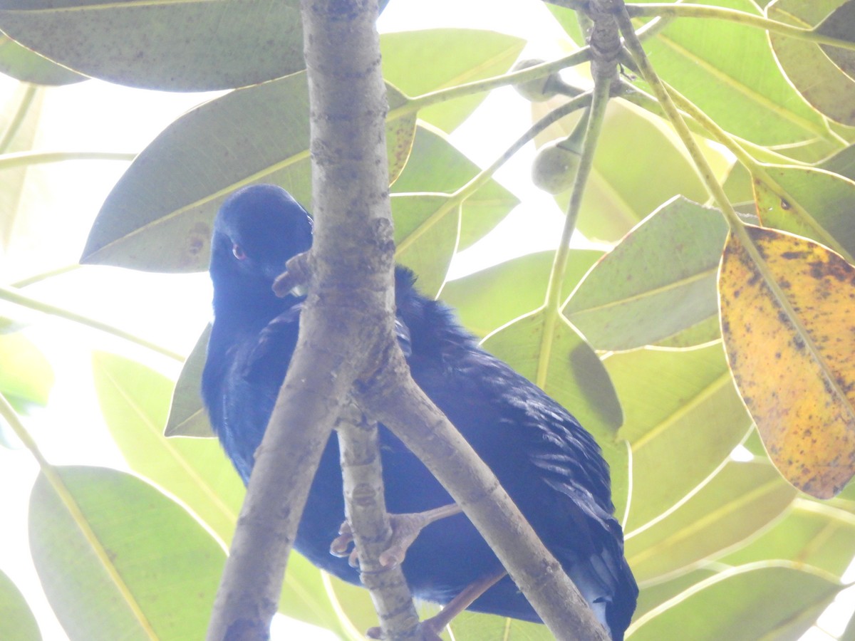 Satin Bowerbird - ML646564308