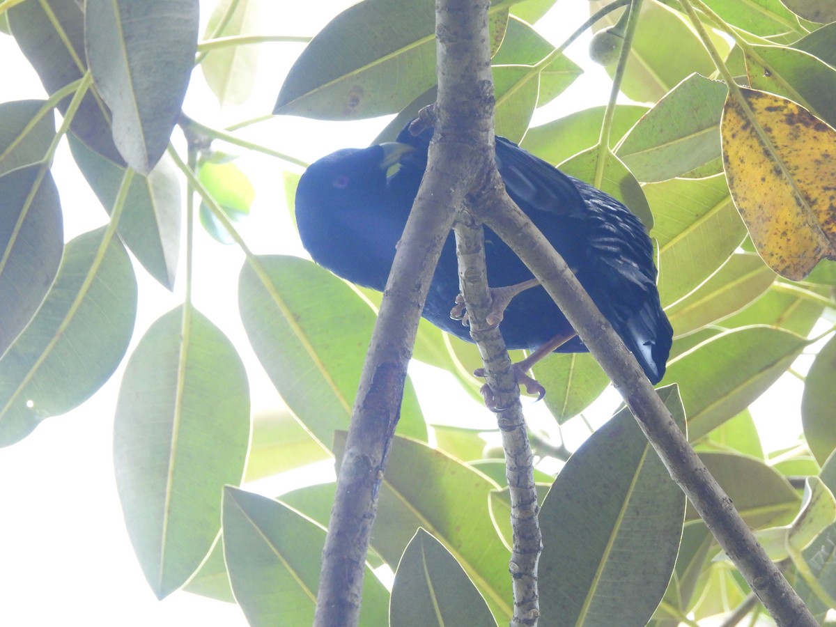 Satin Bowerbird - ML646564309