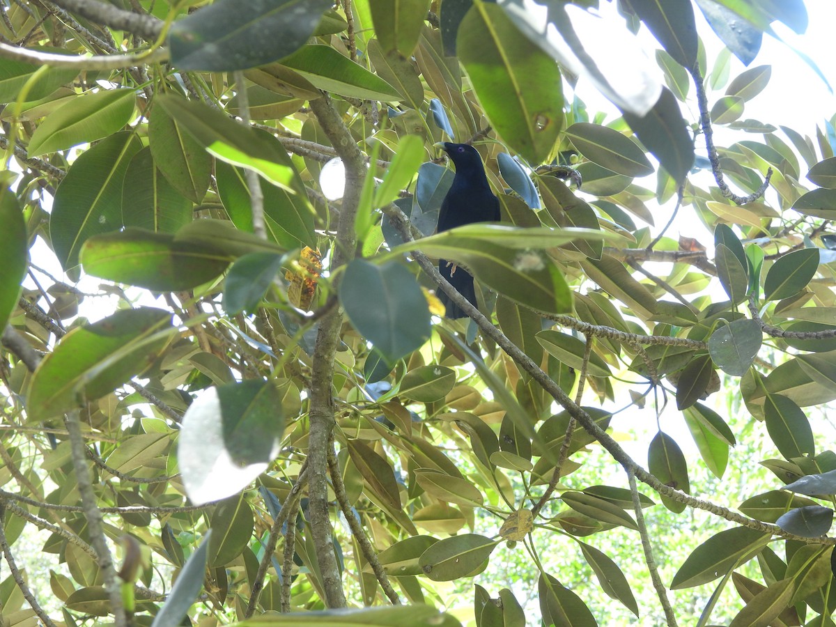 Satin Bowerbird - ML646564310