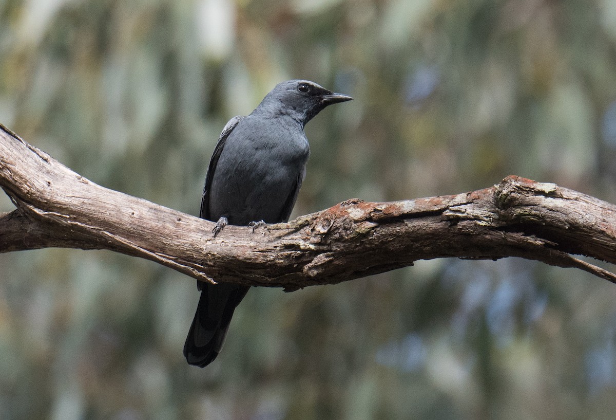 Sahul Cicadabird - ML646564312