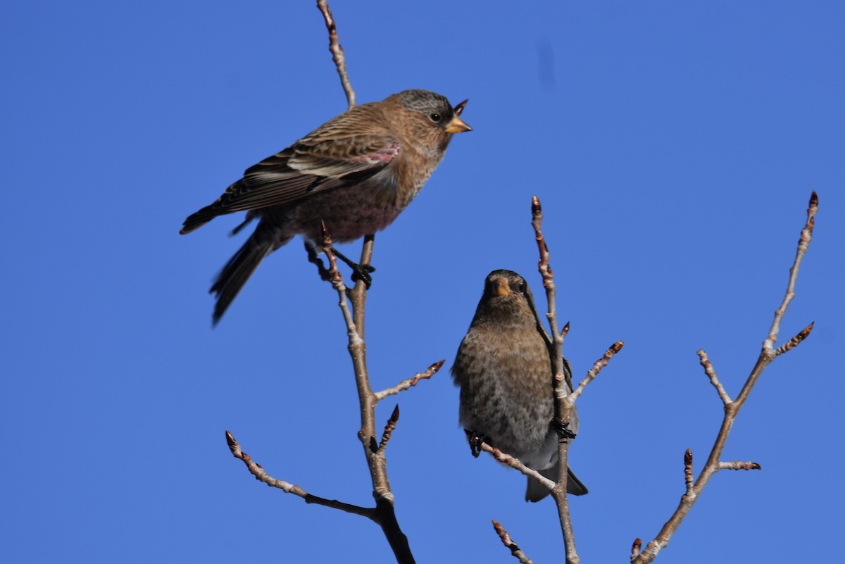 Brown-capped Rosy-Finch - ML646564326