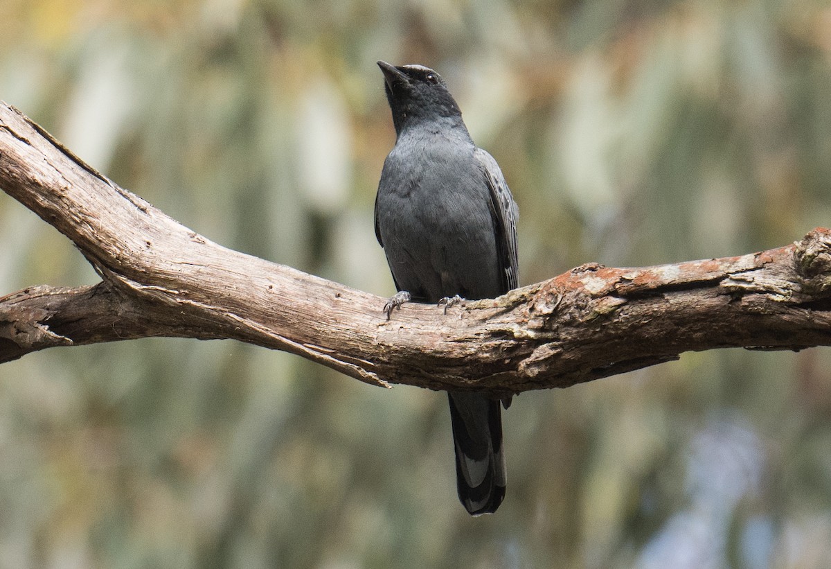 Sahul Cicadabird - ML646564327