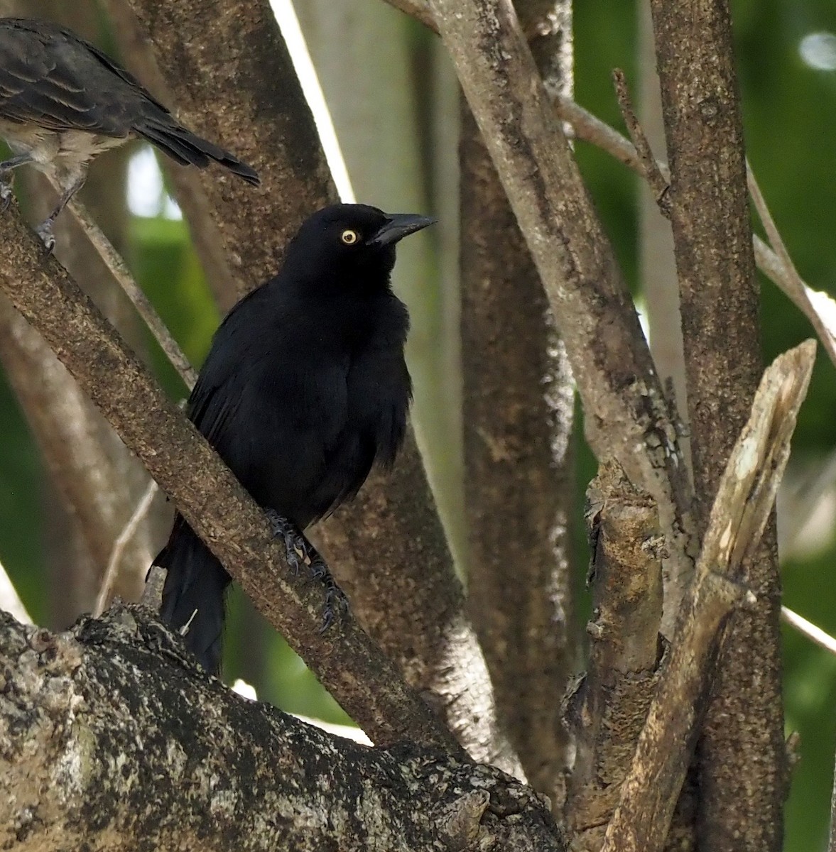 Carib Grackle - ML646564330