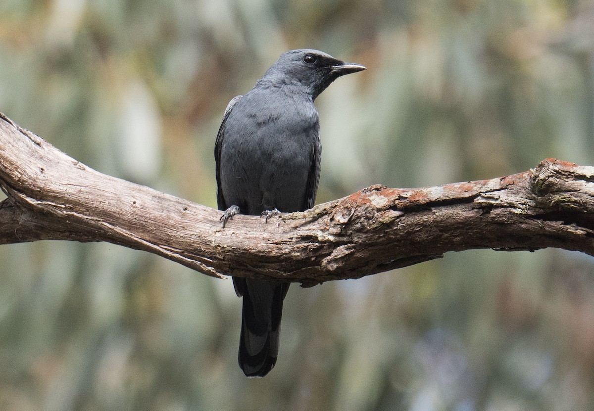 Sahul Cicadabird - ML646564336