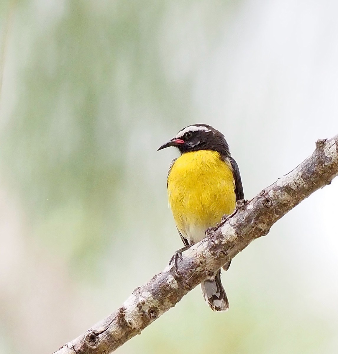 Sucrier à ventre jaune - ML646564337