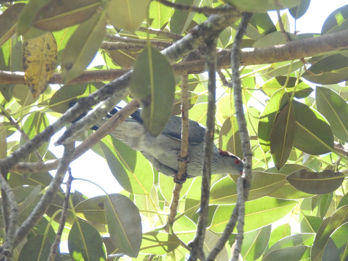 Topknot Pigeon - ML646564339