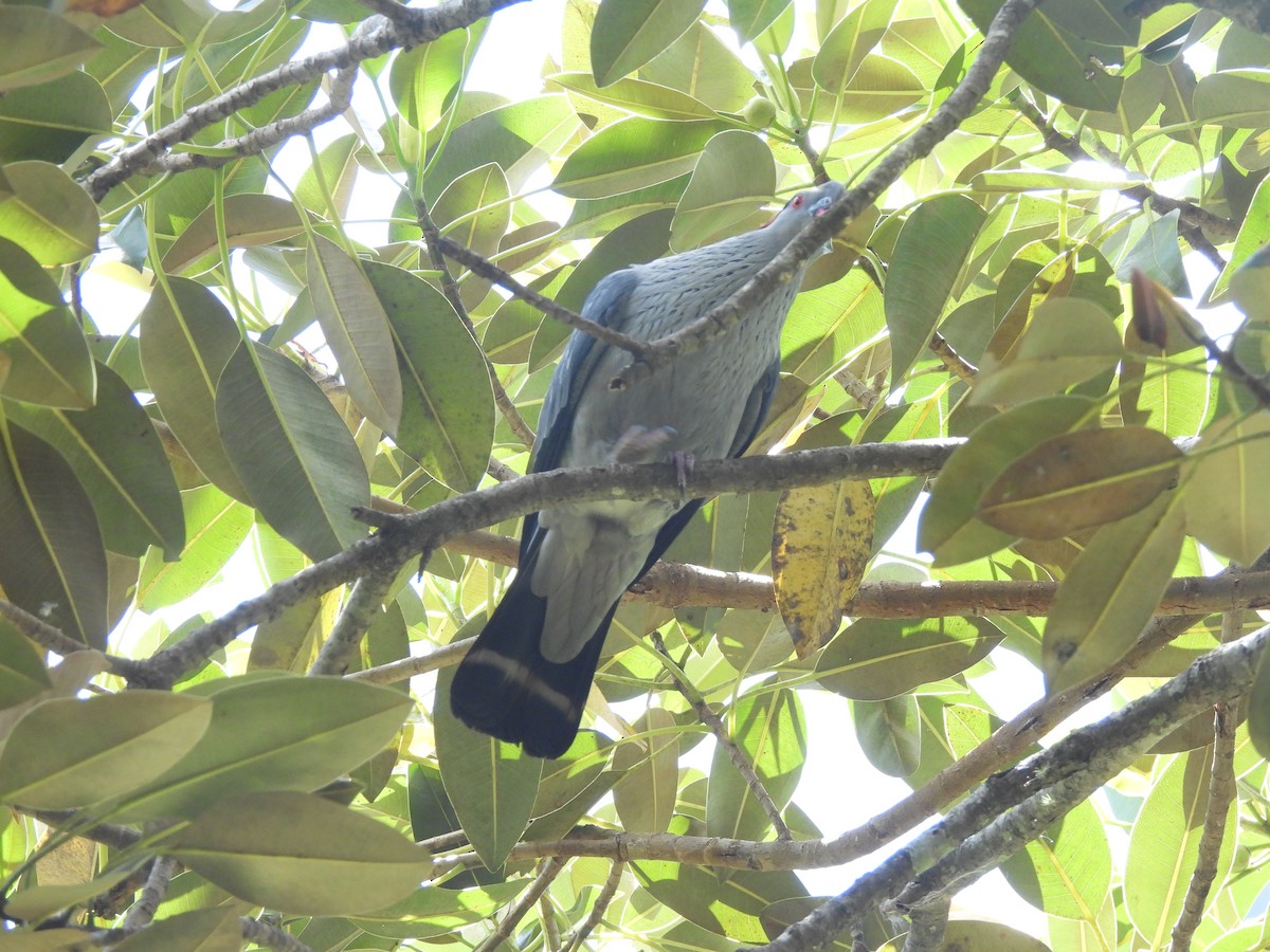 Topknot Pigeon - ML646564340
