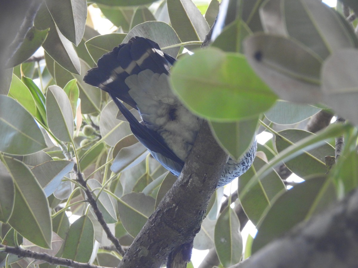 Topknot Pigeon - ML646564341