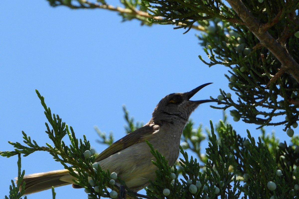 Brown Honeyeater - ML646564342