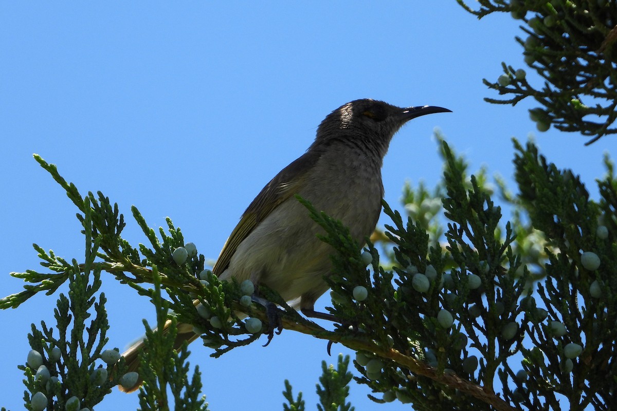 Brown Honeyeater - ML646564343