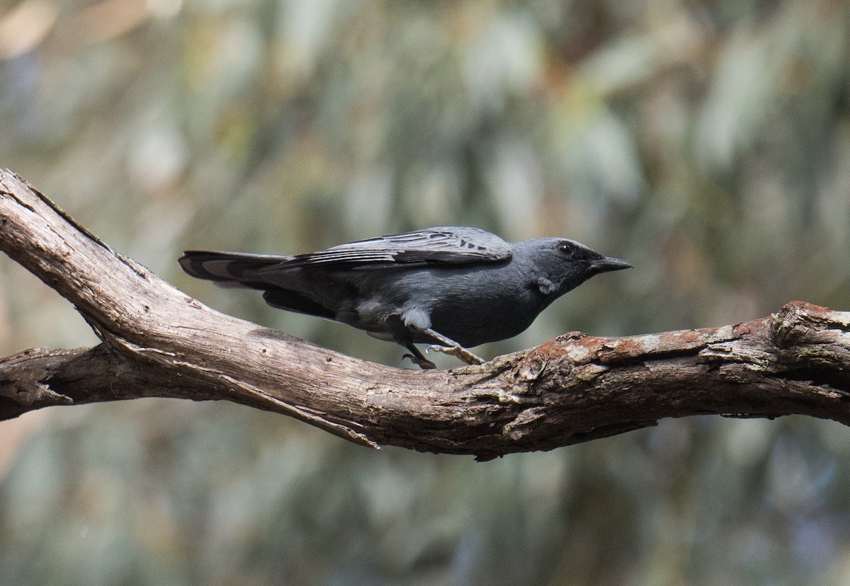 Sahul Cicadabird - ML646564349