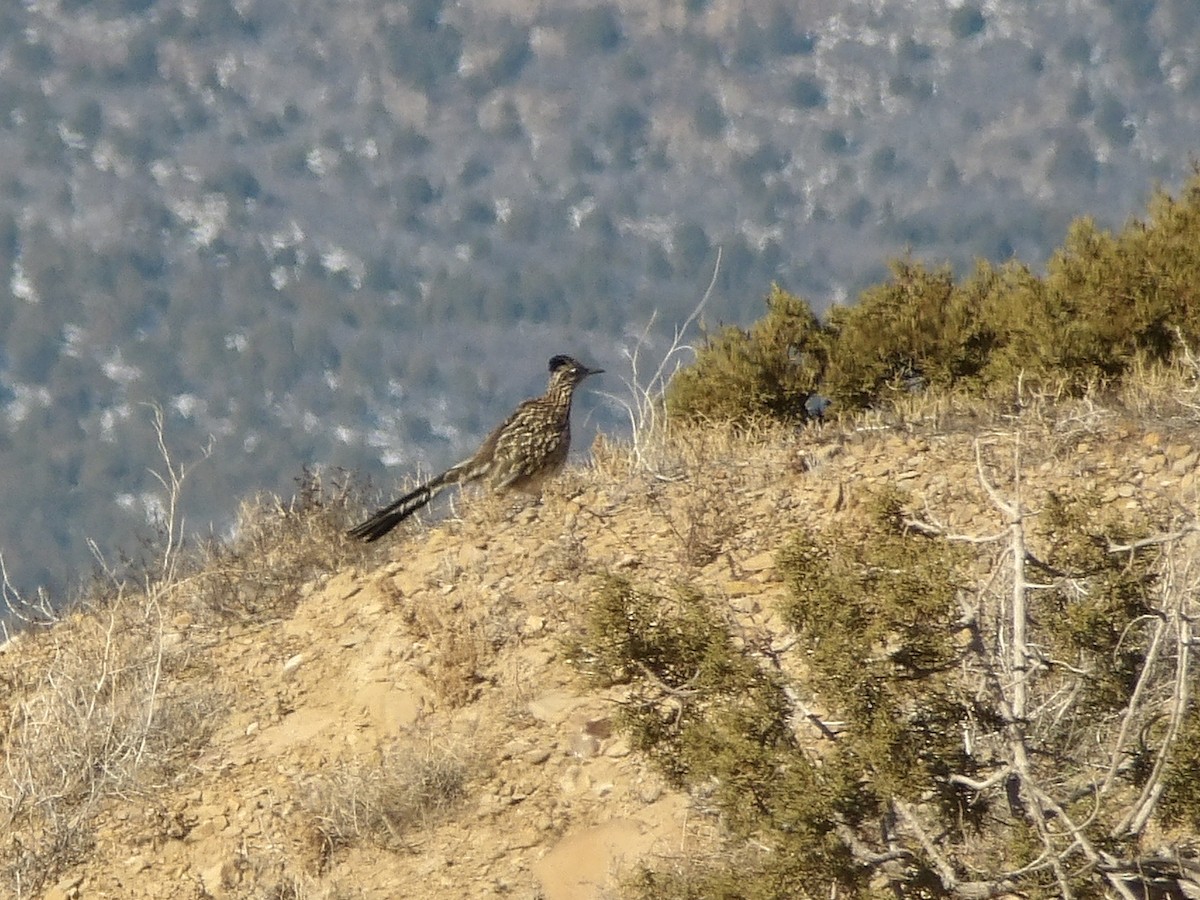 Greater Roadrunner - ML646564350