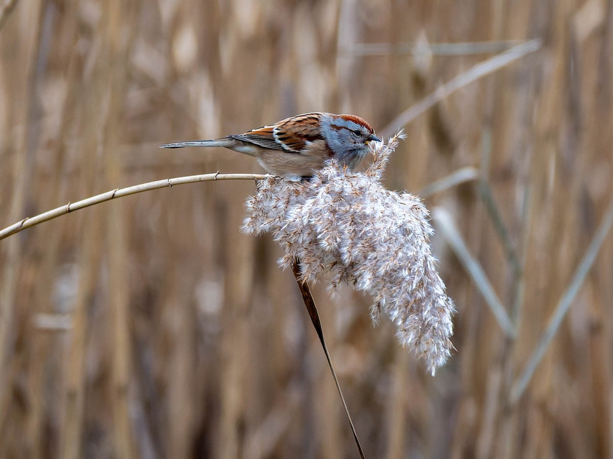 American Tree Sparrow - ML646564352