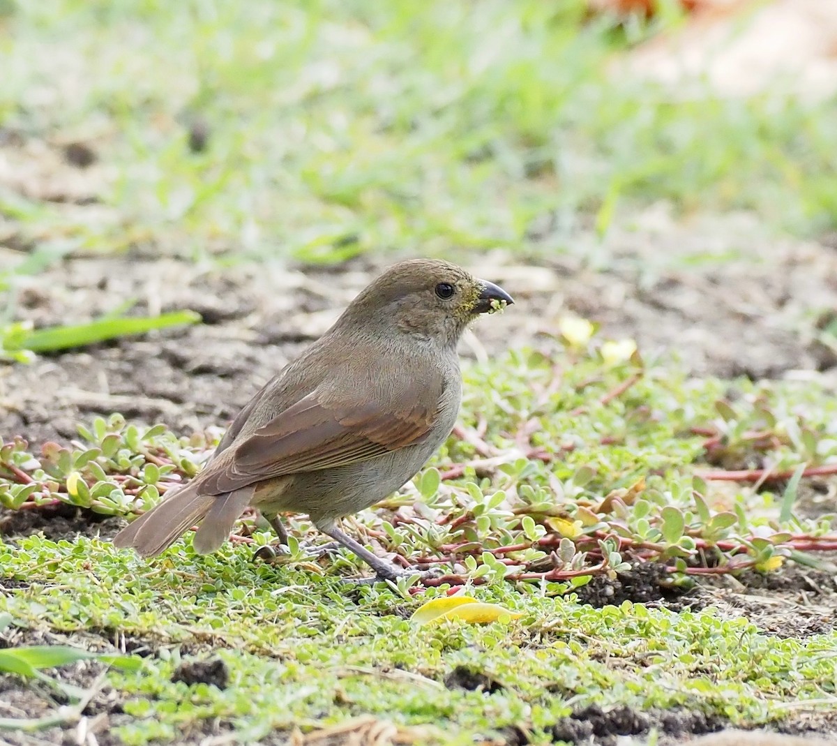 Barbados Bullfinch - ML646564353