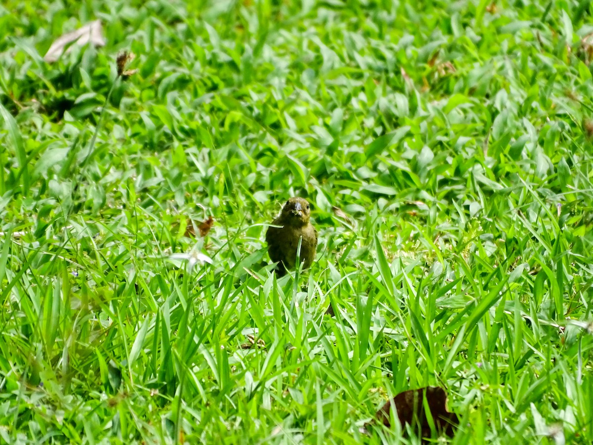 Variable Seedeater - ML646564354