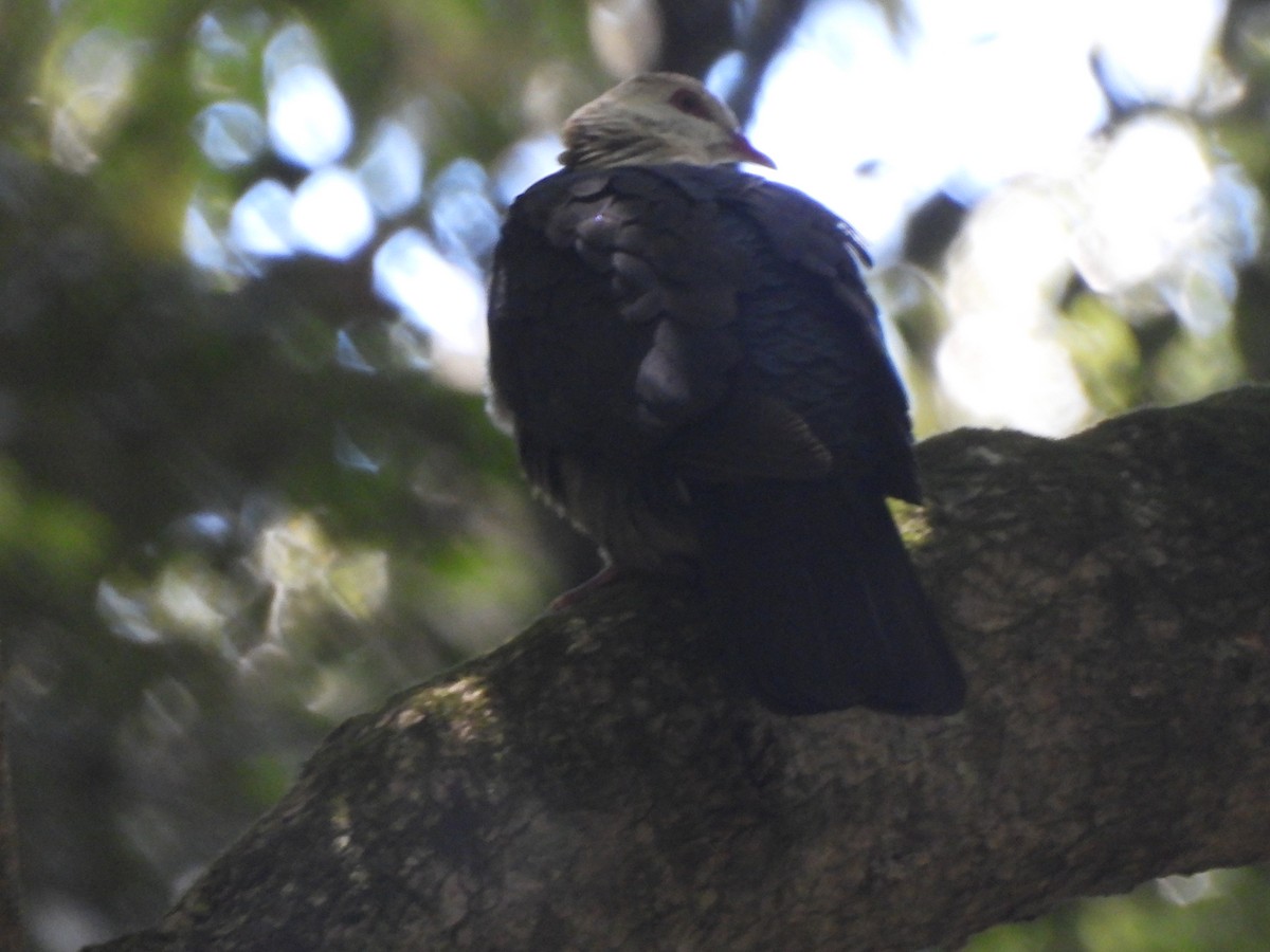 White-headed Pigeon - ML646564359